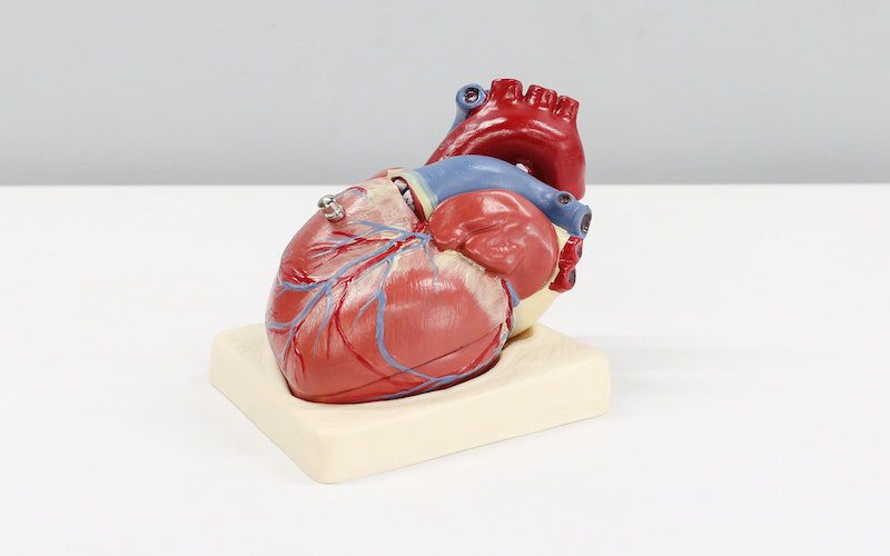 medical model of the heart